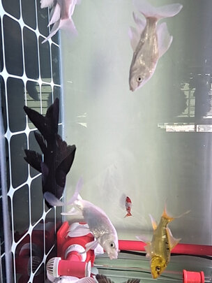鱼缸水草灯