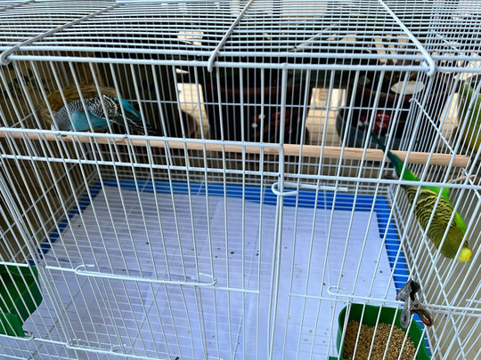 鸟笼