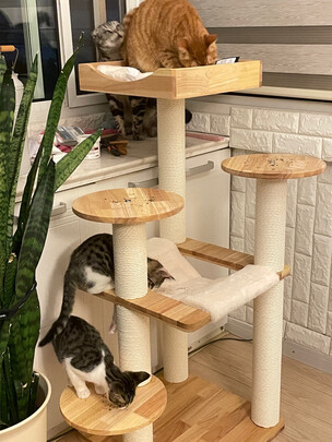 猫爬架