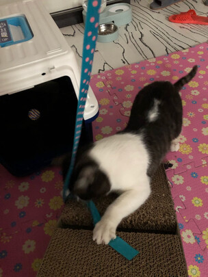 猫窝