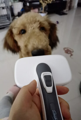 猫狗梳子