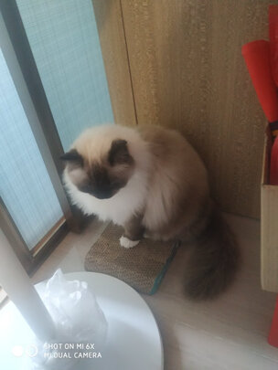 猫抓板