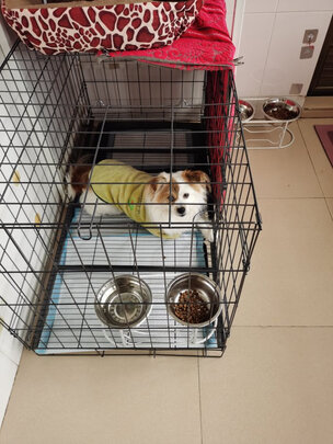 狗笼