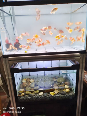 鱼缸灯led灯