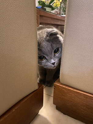 豆腐猫砂