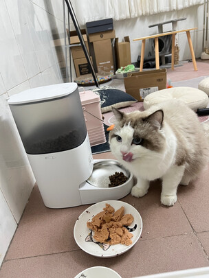 猫碗狗碗