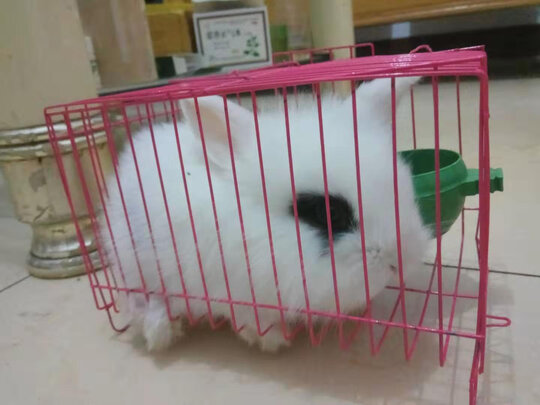 兔粮提摩西草