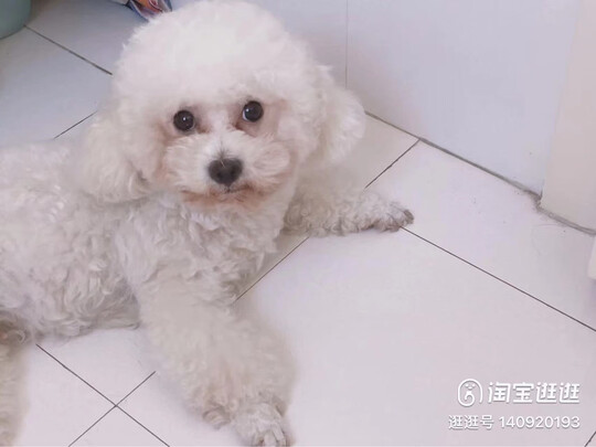 宠物消毒液