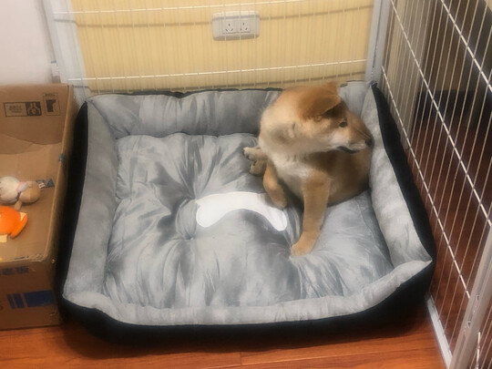 狗窝