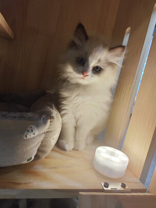  猫笼
