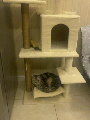 猫爬架