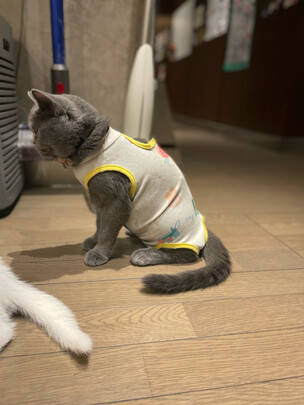 猫咪手术服