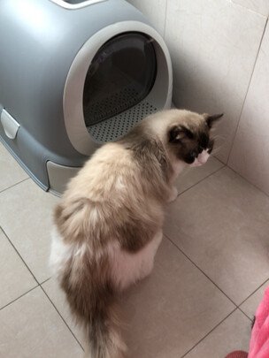 猫砂盆
