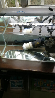 鱼缸硝化细菌