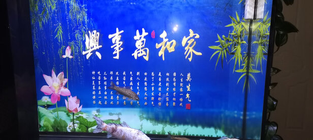 鱼缸灯led灯