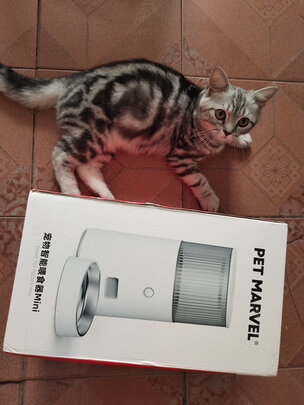 猫碗狗碗