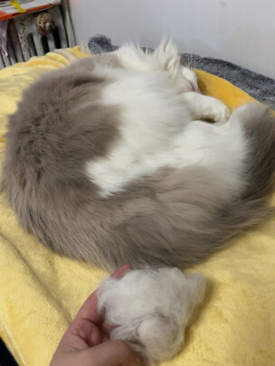 猫狗梳子