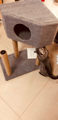 猫爬架