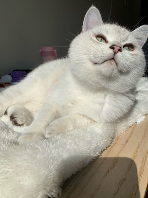 膨润土猫砂