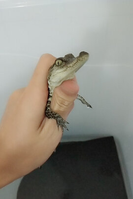 鱼缸加热棒