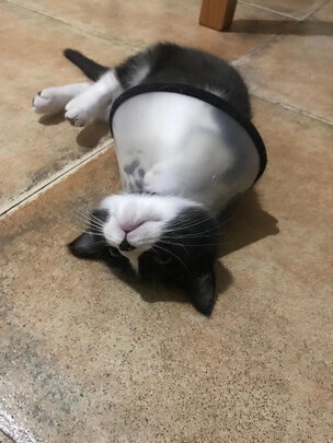 猫项圈