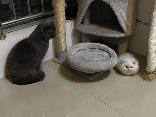 狗笼