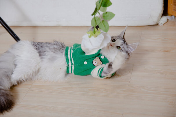 猫粮
