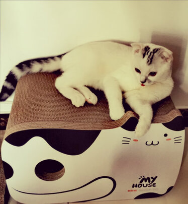 猫窝