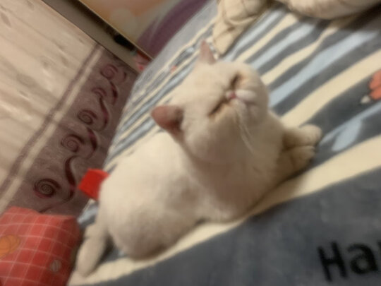 猫粮