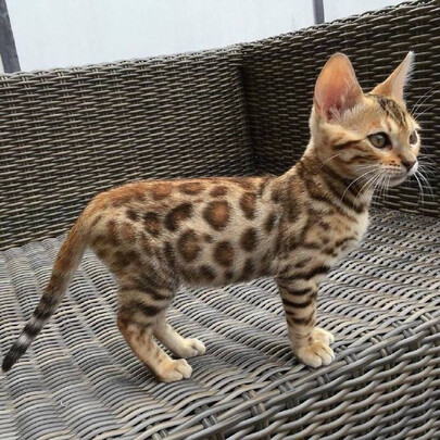 猫包