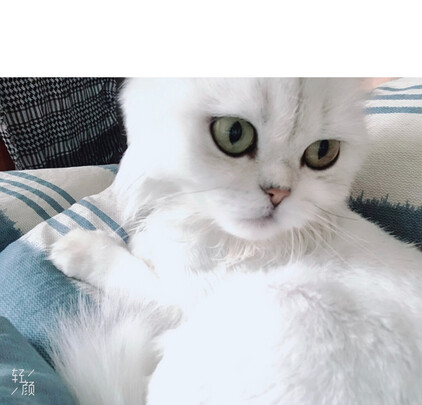 膨润土猫砂