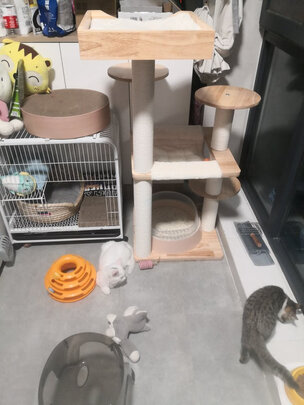 猫爬架