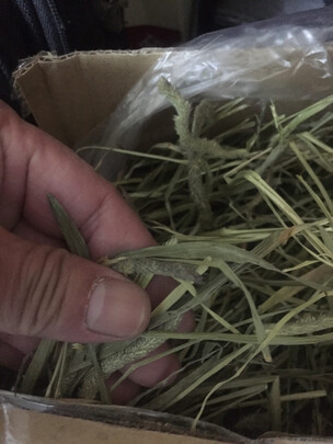 兔粮提摩西草
