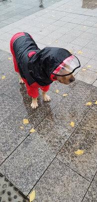 狗狗雨衣