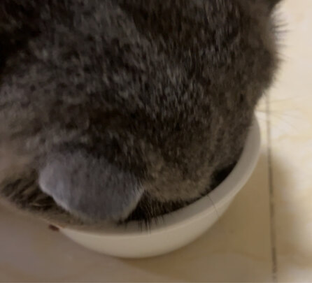 猫零食