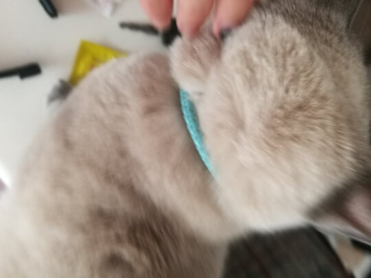 猫项圈