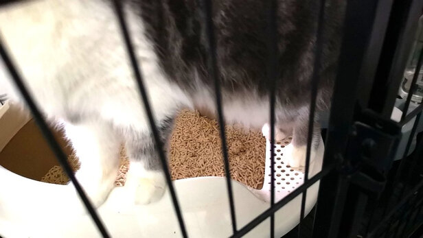 豆腐猫砂