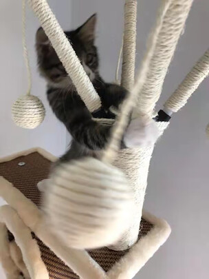 猫爬架