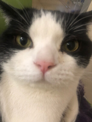 猫冻干