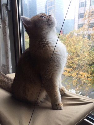 猫窝