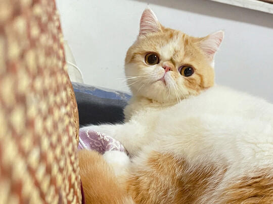 猫粮罐头