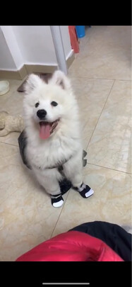 狗狗鞋