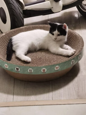 猫抓板