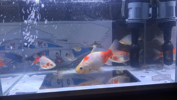 桌面鱼缸