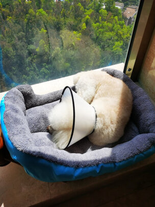 猫窝