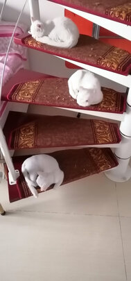 猫粮