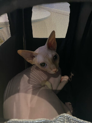 猫砂