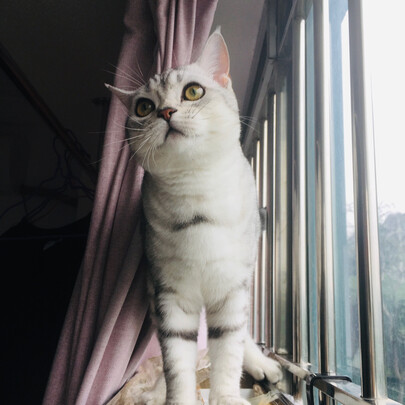 猫粮