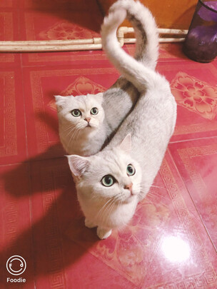 膨润土猫砂