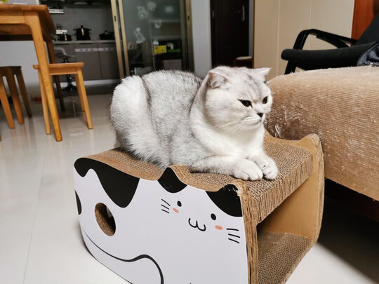 猫窝